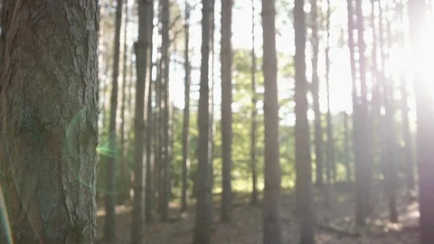 Timelapse slider shot of sunrise in pine tree forest Stock Footage 88048375