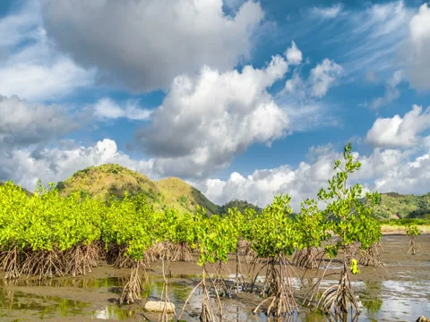 Timelapse Сlouds over mangrove trees at the Lombok island, Indonesia Stock Footage 83321901