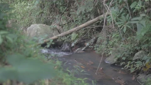 Timelapse Of Small Flowing River Water In The Middle Of Indonesian Forest Stock Footage 233066118