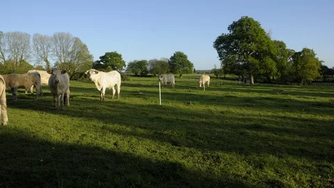 Timelapse - A small herd of white cattle graze in a field - late afternoon Stock Footage 107525361