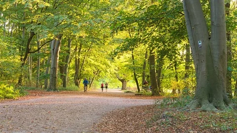 Timelapse of small path in forest 動画素材 72848209
