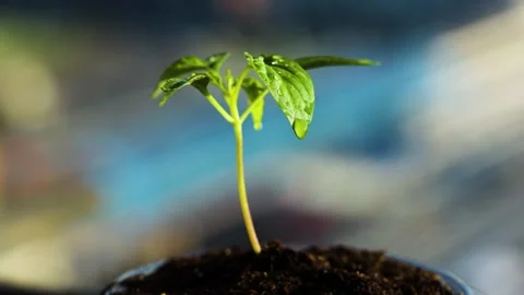 A timelapse of a small plant that reacts as it is sprayed with water. Stock Footage 303207848