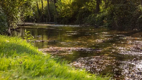 Timelapse of a small stream (creek/ river) running in forest at spring. Stock Footage 121806260