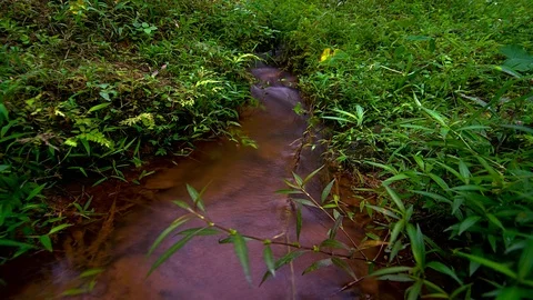 Timelapse of a small water stream running through foliage Stock Footage 99532672