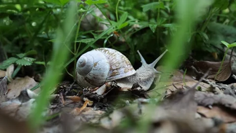 Timelapse snail crawling into green gras and meadow, blurry foreground Stock Footage 189245556