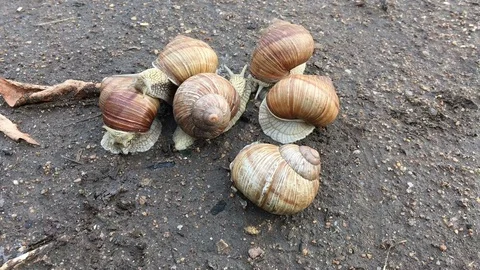 Timelapse - snail crawls on the road in nature Stock Footage 75458034