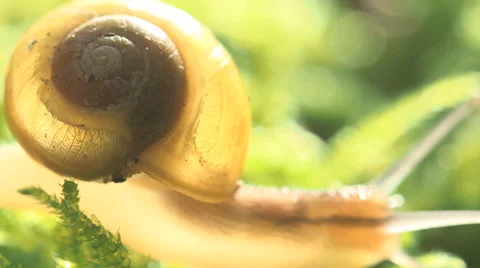 Timelapse Of Snail On Grass And Moss Moving Fast Stock Footage 36646260