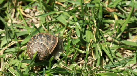A timelapse of a snail in the grass Stock Footage 456492