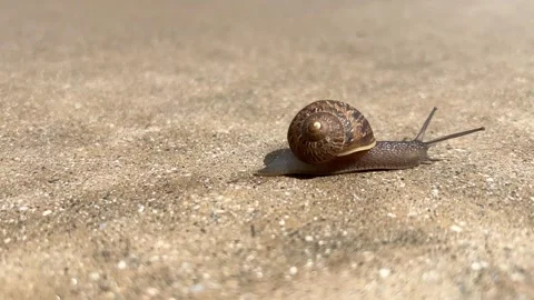 Timelapse of a Snail Moving Stock Footage 175852812