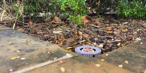 Timelapse of Snail moving Stock Footage 248017783