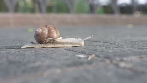 Timelapse of Snail in the shell crawling on road in fast motion. Close up of the Stock Footage 165117551