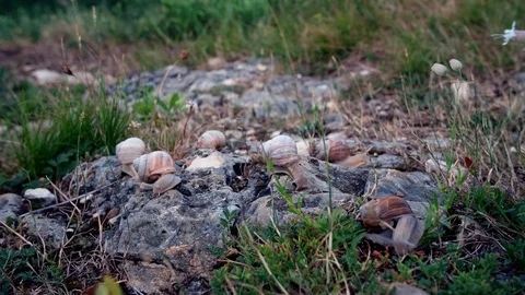 Timelapse of snails crawling over the ground Stock Footage 128313140
