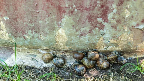 Timelapse Snails Stock Footage 278152005