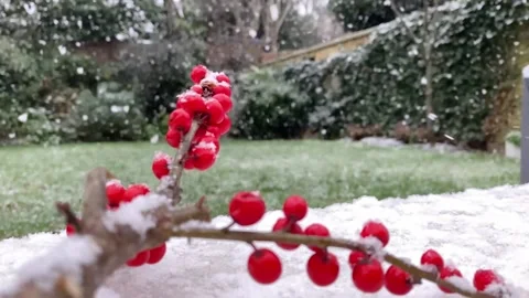 Timelapse of Snow falling on branch with red berries 24fps. Vídeo Stock 231172730