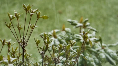 Timelapse - Snow Falling on Bushes Close Up Stock Footage 61975493