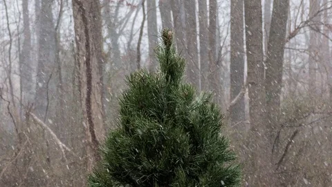 Timelapse of snow falling on a Christmas tree. Close up of top of tree Stock Footage 71558369
