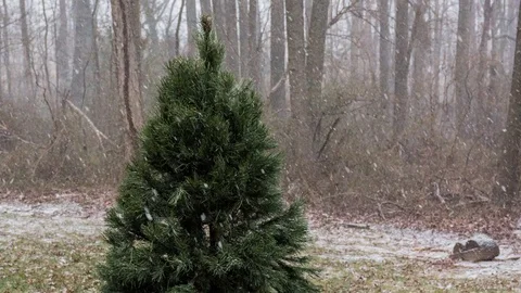 Timelapse of snow falling on a Christmas tree. Medium shot, left frammed Stock Footage 71558376