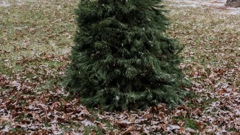 Timelapse of snow falling on a Christmas tree. Zoom out, pan up Stock Footage 71558380