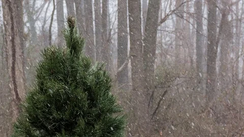 Timelapse of snow falling on a Christmas tree. Close up of top of tree. Stock Footage 71558409