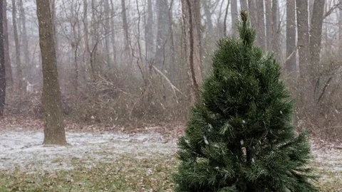 Timelapse of snow falling on a Christmas tree. Medium shot, panning right Stock Footage 71558414