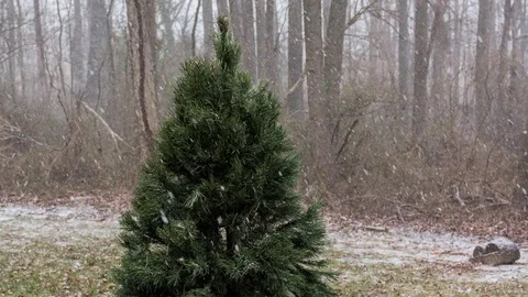 Timelapse of snow falling on a Christmas tree. Medium shot, panning left Stock Footage 71558565