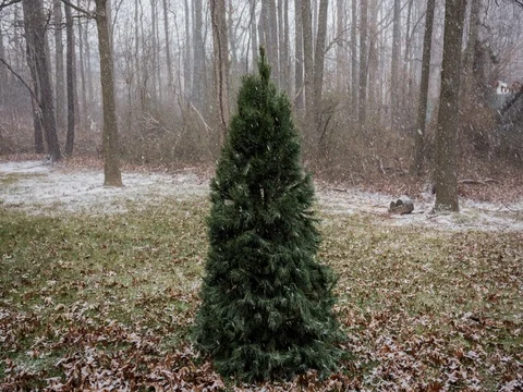 Timelapse of snow falling on a Christmas tree in 4K DCI Stock Footage 71558658