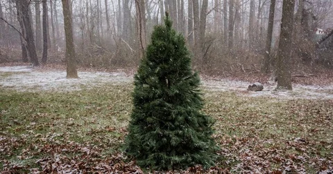 Timelapse of snow falling on a Christmas tree in 4K UHD Stock Footage 71558668