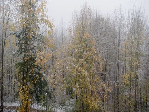Timelapse Snow Falling Switzerland trees Stock Footage Stock Footage 82021406