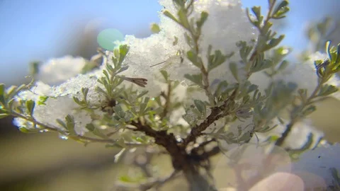 Timelapse of snow melting on branch of tree 스톡 동영상 74869000