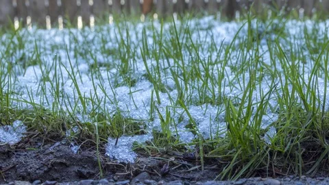 Timelapse of snow melting on grass in spring season. Seasons change concept. Stock Footage 123091318