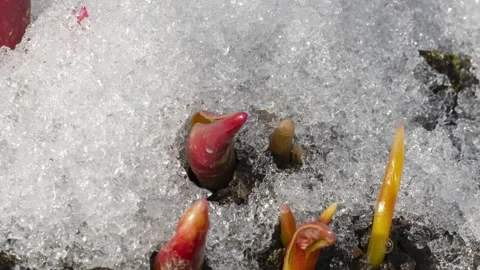 Timelapse of snow melting, spring Stock Footage 282296167