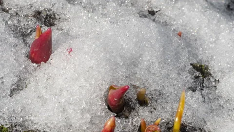 Timelapse of snow melting in spring Stock Footage 285249368