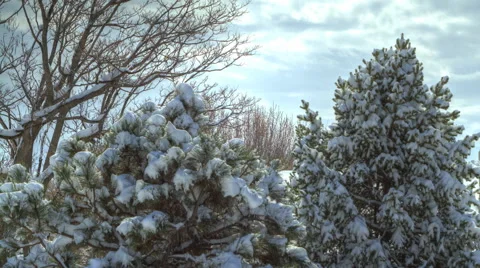 Timelapse of Snow Melting on Trees Stock Footage 50580770