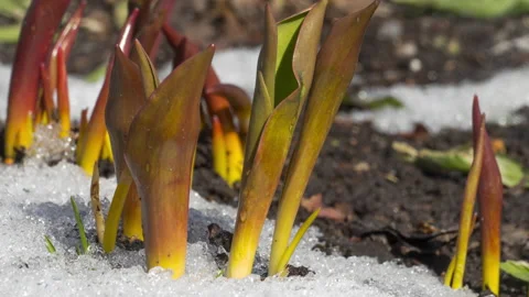 Timelapse snow melts in flowers Video stock 196889436