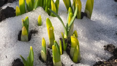 Timelapse, snow melts in spring Stock Footage 188559700