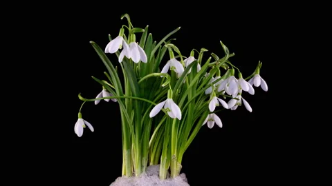 Timelapse of snowdrop flowers opening and melting snow on a black background Stock Footage 155435963