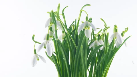 Timelapse of snowdrop flowers opening on a white background, close-up. A bouquet Stock Footage 153552108