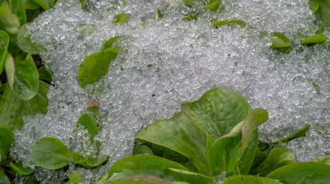 Timelapse snowmelt Stock Footage 59688425