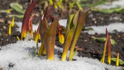 Timelapse snowmelt, spring Video stock 182568686