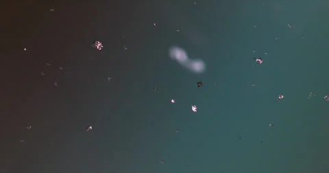 Timelapse of Sodium chloride  crystallization under polarized light Stock Footage 116875625