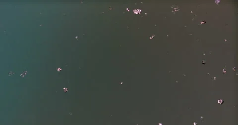 Timelapse of Sodium chloride  crystallization under polarized light Stock Footage 116875781