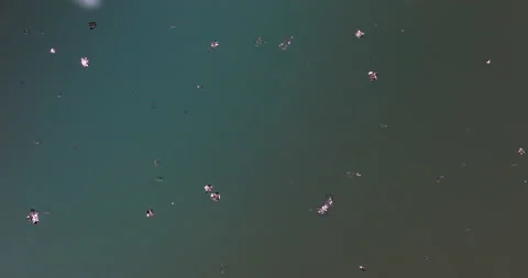 Timelapse of Sodium chloride  crystallization under polarized light Stock Footage 116877024