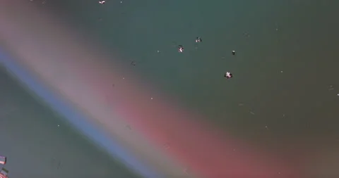 Timelapse of Sodium chloride  crystallization under polarized light Stock Footage 116878538