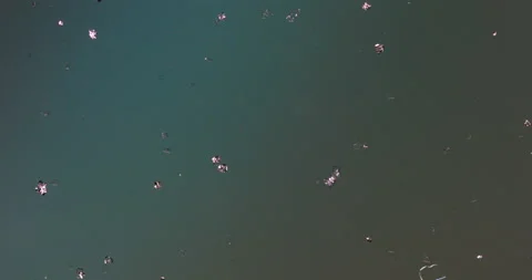 Timelapse of Sodium chloride  crystallization under polarized light Stock Footage 116878847