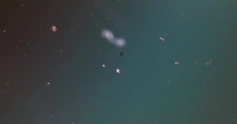 Timelapse of Sodium chloride  crystallization under polarized light Stock Footage 116878944