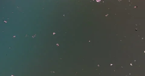 Timelapse of Sodium chloride  crystallization under polarized light Stock Footage 116879083