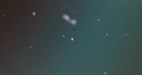 Timelapse of Sodium chloride  crystallization under polarized light Stock Footage 116879493