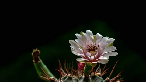 .timelapse soft pink cactus flower are blooming in black background. . Vidéo 158390664