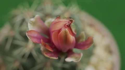 .timelapse soft pink cactus flower are blooming in green background. Vidéo 158824908