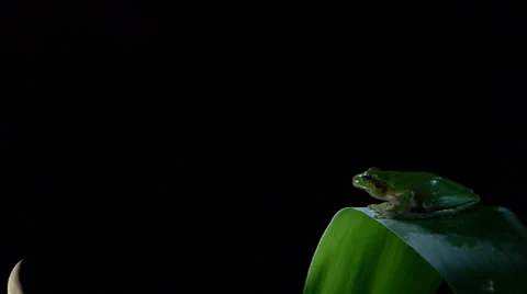 Timelapse. Southern Frog on a leaf with crescent moon Stock Footage 38271094